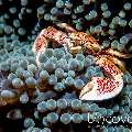 Spotted porcelain crab (Neopetrolisthes maculatus), photo taken in Indonesia, North Sulawesi, Lembeh Strait, Makawide 3