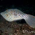 Scribbled Leatherjacket Filefish (Aluterus scriptus), photo taken in Indonesia, North Sulawesi, Lembeh Strait, Makawide 3