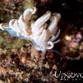Nudibranch, photo taken in Indonesia, North Sulawesi, Lembeh Strait, Makawide 3