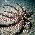 Mimic Octopus (Thaumoctopus mimicus)