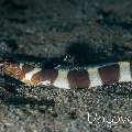 Napoleon snake eel (Ophichthus bonaparti), photo taken in Indonesia, North Sulawesi, Lembeh Strait, Aer Bajo 1