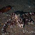 Mimic Octopus (Thaumoctopus mimicus), photo taken in Indonesia, North Sulawesi, Lembeh Strait, Aer Bajo 1