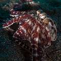 Mimic Octopus (Thaumoctopus mimicus), photo taken in Indonesia, North Sulawesi, Lembeh Strait, Aer Bajo 1