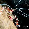 Banded Coral Shrimp (Stenopus hispidus), photo taken in Indonesia, North Sulawesi, Lembeh Strait, Aer Bajo 1