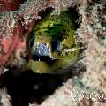 Fimbriated Moray (Gymnothorax fimbriatus), photo taken in Indonesia, North Sulawesi, Lembeh Strait, Aer Bajo 1