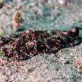 Polyclad Flatworm, photo taken in Indonesia, North Sulawesi, Lembeh Strait, Aer Bajo 1