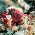 Scorpionfish, photo taken in Indonesia, North Sulawesi, Lembeh Strait, Sarena Besar 1
