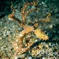 Algae Octopus (Abdopus aculeatus), photo taken in Indonesia, North Sulawesi, Lembeh Strait, Sarena Besar 1