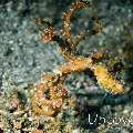 Algae Octopus (Abdopus aculeatus), photo taken in Indonesia, North Sulawesi, Lembeh Strait, Sarena Besar 1