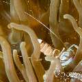 Magnificent anemone shrimp (Ancylomenes  magnificus)
