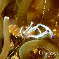 Magnificent anemone shrimp (Ancylomenes  magnificus), photo taken in Indonesia, North Sulawesi, Lembeh Strait, Sarena Besar 1