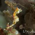 Pontohi Pygmy Sea Horse (Hippocampus pontohi)