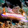 Nudibranch, photo taken in Indonesia, North Sulawesi, Lembeh Strait, Tanjung Kusu kusu
