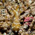 Wonderpus Octopus (Wunderpus photogenicus), photo taken in Indonesia, North Sulawesi, Lembeh Strait, Tanjung Kusu kusu