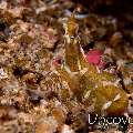 Wonderpus Octopus (Wunderpus photogenicus), photo taken in Indonesia, North Sulawesi, Lembeh Strait, Tanjung Kusu kusu
