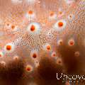 Nudibranch (Halgerda batangas), photo taken in Indonesia, North Sulawesi, Lembeh Strait, Tanjung Kusu kusu