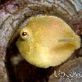 Puffer Filefish (Brachaluteres taylori), photo taken in Indonesia, North Sulawesi, Lembeh Strait, Pintu Colada 1