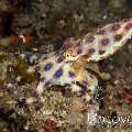 Blue Ring Octopus (Hapalochlaena lunulata), photo taken in Indonesia, North Sulawesi, Lembeh Strait, Pintu Colada 1