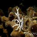 Crinoid Squatlobster (Allogalathea elegans), photo taken in Indonesia, North Sulawesi, Lembeh Strait, Pintu Colada 1