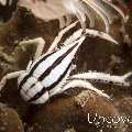 Crinoid Squatlobster (Allogalathea elegans), photo taken in Indonesia, North Sulawesi, Lembeh Strait, Pintu Colada 1