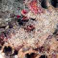 Spiny Devilfish (Inimicus didactylus), photo taken in Indonesia, North Sulawesi, Lembeh Strait, Pintu Colada 1