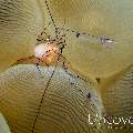 Bubble Coral Shrimp (Vir philippinensis), photo taken in Indonesia, North Sulawesi, Lembeh Strait, Lembeh Resort House Reef