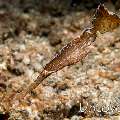 Robust Ghostpipefish (Solenostomus cyanopterus)