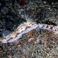 Nudibranch, photo taken in Indonesia, North Sulawesi, Lembeh Strait, Lembeh Resort House Reef