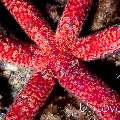 Starfish, photo taken in Indonesia, North Sulawesi, Lembeh Strait, Lembeh Resort House Reef