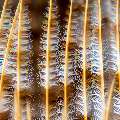 Indian Feather Duster Worm (Sabellastarte spectabilis), photo taken in Indonesia, North Sulawesi, Lembeh Strait, Lembeh Resort House Reef