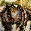 Hermit Crab, photo taken in Indonesia, North Sulawesi, Lembeh Strait, Lembeh Resort House Reef