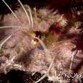 Banded Coral Shrimp (Stenopus hispidus), photo taken in Indonesia, North Sulawesi, Lembeh Strait, Lembeh Resort House Reef