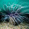 Tube Anemone (Ceriantharia), photo taken in Indonesia, North Sulawesi, Lembeh Strait, Lembeh Resort House Reef