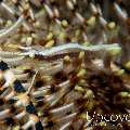 Twin-stripe crinoid shrimp (Periclimenes affinis), photo taken in Indonesia, North Sulawesi, Lembeh Strait, Rojos