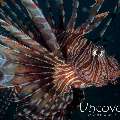 Red Lionfish (Pterois volitans), photo taken in Indonesia, North Sulawesi, Lembeh Strait, Rojos