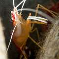 Hump-back cleaner shrimp (Lysmata amboinensis), photo taken in Indonesia, North Sulawesi, Lembeh Strait, Rojos