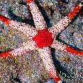 Starfish, photo taken in Indonesia, North Sulawesi, Lembeh Strait, Nudi Retreat