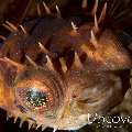 Porcupine Pufferfish (Diodon holocanthus)
