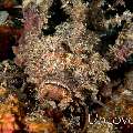 Spiny Devilfish (Inimicus didactylus), photo taken in Indonesia, North Sulawesi, Lembeh Strait, Nudi Retreat