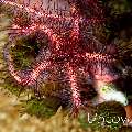 Brittle Star, photo taken in Indonesia, North Sulawesi, Lembeh Strait, Nudi Retreat