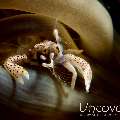 Spotted porcelain crab (Neopetrolisthes maculatus), photo taken in Indonesia, North Sulawesi, Lembeh Strait, Nudi Falls