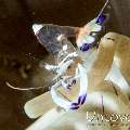 Magnificent anemone shrimp (Ancylomenes  magnificus)