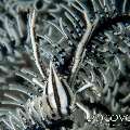 Crinoid Squatlobster (Allogalathea elegans), photo taken in Indonesia, North Sulawesi, Lembeh Strait, Nudi Falls