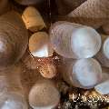 Eggshell shrimp (Hamopontonia corallicola), photo taken in Indonesia, North Sulawesi, Lembeh Strait, Nudi Falls