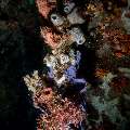 Coral, photo taken in Indonesia, North Sulawesi, Lembeh Strait, Nudi Falls