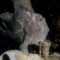 Giant Frogfish (Antennarius commerson), photo taken in Indonesia, North Sulawesi, Lembeh Strait, Nudi Falls