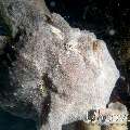 Giant Frogfish (Antennarius commerson), photo taken in Indonesia, North Sulawesi, Lembeh Strait, Nudi Falls