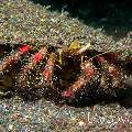 Hermit Crab, photo taken in Indonesia, North Sulawesi, Lembeh Strait, Aer Prang 1