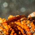 Sea star shrimp (Zenopontonia soror), photo taken in Indonesia, North Sulawesi, Lembeh Strait, Aer Prang 1