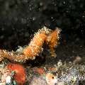 Common Sea Horse (Hippocampus kuda), photo taken in Indonesia, North Sulawesi, Lembeh Strait, Hairball